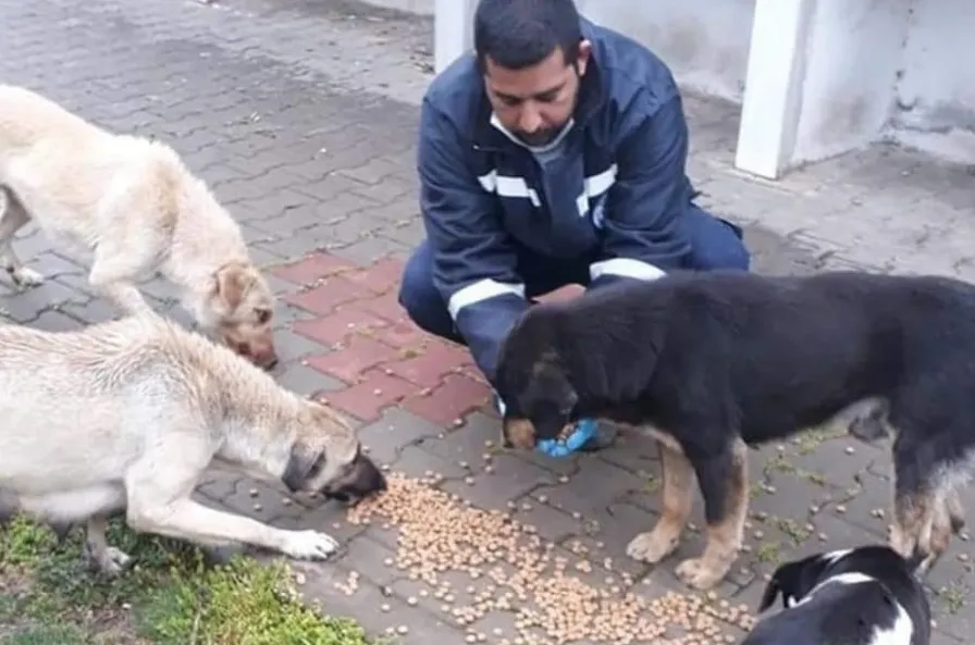 Biga Belediyesi Sokak Hayvanlarını Unutmadı